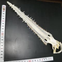 m95259896585_1.jpg?1735373972