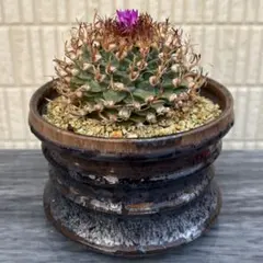 2026年最新】山中勇人 鉢の人気アイテム - メルカリ