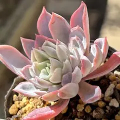 2026年最新】エケベリアムラサキの人気アイテム - メルカリ