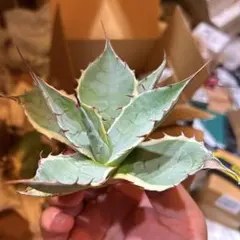 2026年最新】アガベ パラサナ ハイブリッドの人気アイテム - メルカリ