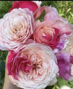 2026年最新】和バラ苗の人気アイテム - メルカリ