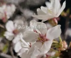 2026年最新】ぷりっつ 缶バッジの人気アイテム - メルカリ