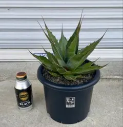 2026年最新】アガベモンタナの人気アイテム - メルカリ