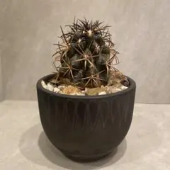 2026年最新】valiem bitterの人気アイテム - メルカリ