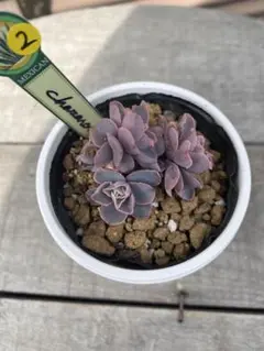 2026年最新】チャザロイの人気アイテム - メルカリ