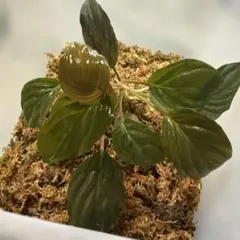 2026年最新】ホマロメナ グリーンの人気アイテム - メルカリ