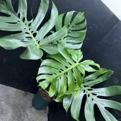 2026年最新】モンステラ マクロコズムの人気アイテム - メルカリ