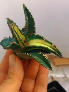 2026年最新】白鯨錦の人気アイテム - メルカリ