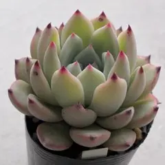 2026年最新】おらいさん苗 ちょこんの人気アイテム - メルカリ