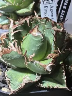 2026年最新】アガベクラウンの人気アイテム - メルカリ