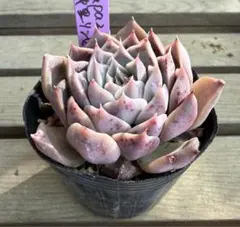 2026年最新】リンゼアナ 中里の人気アイテム - メルカリ