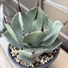 2026年最新】アガベ パリー トランカータ ハンティントンの人気