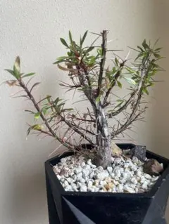 2026年最新】プルプシー 挿木の人気アイテム - メルカリ