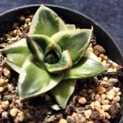 2026年最新】アガベ 王妃笹の雪 a型の人気アイテム - メルカリ