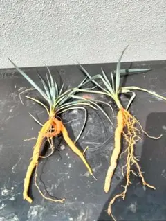 2026年最新】ドライガーデン セットの人気アイテム - メルカリ