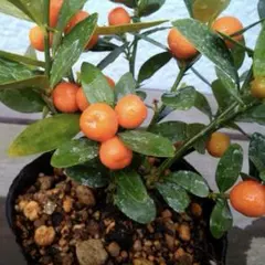 2026年最新】キンズ 盆栽の人気アイテム - メルカリ