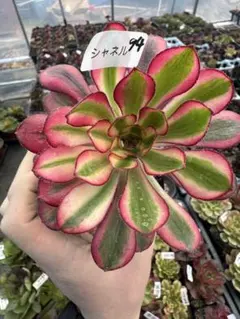 2026年最新】アエオニウム シャネルの人気アイテム - メルカリ