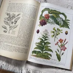 2026年最新】アンティーク植物図鑑の人気アイテム - メルカリ