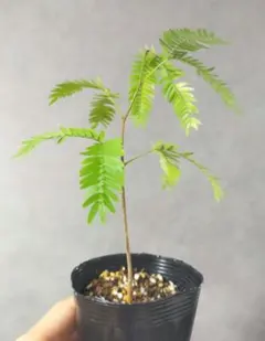 2026年最新】エバーフレッシュの人気アイテム - メルカリ