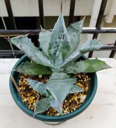 2026年最新】アガベ コロラータの人気アイテム - メルカリ