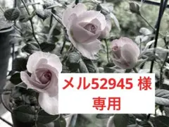 2026年最新】アピナールソープの人気アイテム - メルカリ