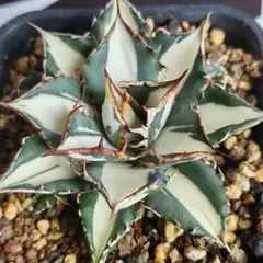 2026年最新】上澳園芸の人気アイテム - メルカリ