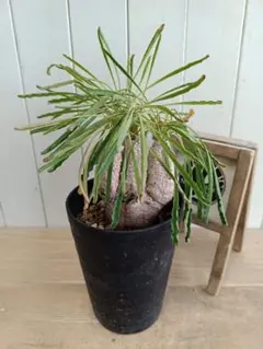 2026年最新】ユーフォルビア クリスパの人気アイテム - メルカリ