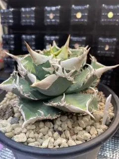 2026年最新】大白鯊 アガベの人気アイテム - メルカリ