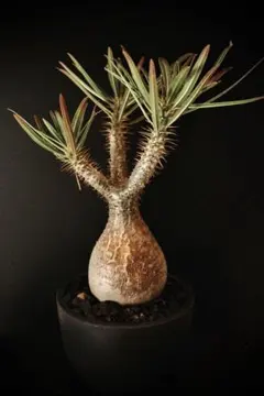 2026年最新】パキポディウムグラキリス 現地球の人気アイテム - メルカリ