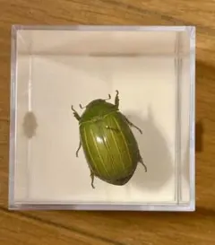 2026年最新】コガネムシ標本の人気アイテム - メルカリ