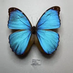 2026年最新】蝶 標本 ブラジルの人気アイテム - メルカリ