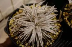 2026年最新】Dyckia amazonicoの人気アイテム - メルカリ