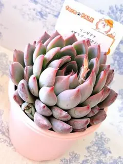 2026年最新】ザラゴーサspノバの人気アイテム - メルカリ