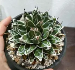 2026年最新】アガベ 姫笹の雪の人気アイテム - メルカリ