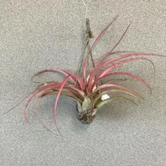 2026年最新】チランジア ラブノットの人気アイテム - メルカリ