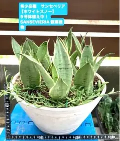 2026年最新】スノーホワイト サンスベリアの人気アイテム - メルカリ
