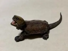 2026年最新】オオアタマガメの人気アイテム - メルカリ