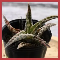 2026年最新】ロウルサンコさん苗の人気アイテム - メルカリ