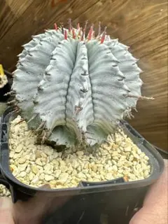 2026年最新】関上ホリダの人気アイテム - メルカリ