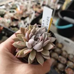 2026年最新】ザラゴーサspノバの人気アイテム - メルカリ