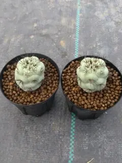 2026年最新】オルテゴカクタスの人気アイテム - メルカリ