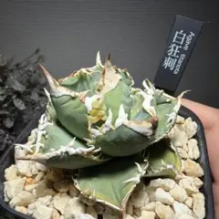 2026年最新】アガベチタノタ白豪刺の人気アイテム - メルカリ