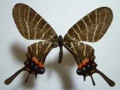 2026年最新】標本 シボリアゲハの人気アイテム - メルカリ