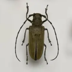 2026年最新】カミキリ 昆虫標本の人気アイテム - メルカリ