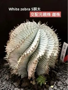 2026年最新】ゼブラホリダの人気アイテム - メルカリ