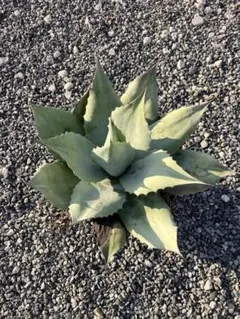 2026年最新】オバティフォリア フロスティブルーの人気アイテム - メルカリ