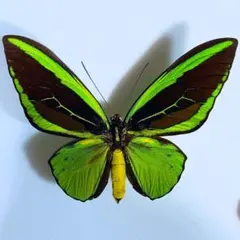 2026年最新】ミドリメガネトリバネアゲハの人気アイテム - メルカリ