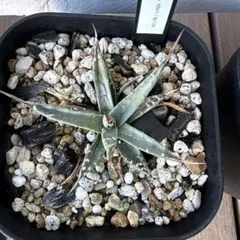 2026年最新】エボリスピナ 現地の人気アイテム - メルカリ