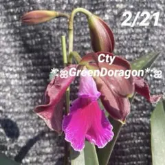 2026年最新】シレリアナの人気アイテム - メルカリ