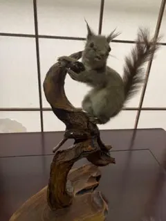 2026年最新】リス 剥製の人気アイテム - メルカリ